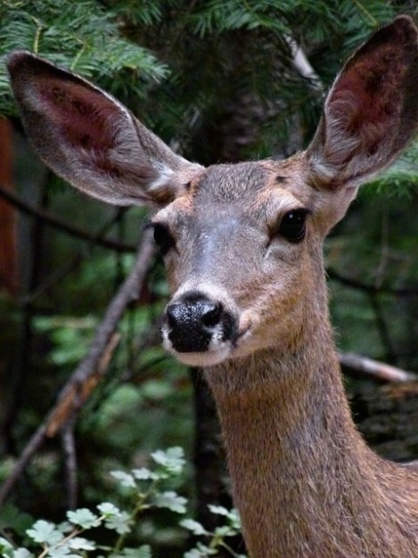 Deer wildlife Hunting animal deer nature about Nevada Nevada Department of Wildlife